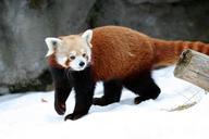 red-panda-panda-cat-bear-walking-597615.jpg