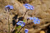 violet-spring-blossom-bloom-plant-1387790.jpg