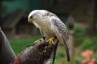 bird-raptor-falconry-bird-of-prey-866276.jpg