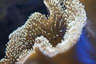 coral-reef-anemone-underwater-332114.jpg