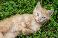 tabby-kitten-red-cat-ginger-kitten-1517450.jpg