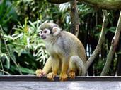 squirrel-monkey-monkey-climb-505198.jpg