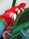 parrots-looks-colorful-birds-peaks-788750.jpg