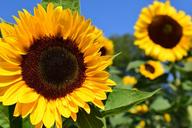 sunflower-sunflower-field-yellow-1627171.jpg