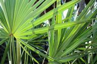 palm-abstract-nature-tropical-642541.jpg