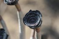 cactus-flower-spain-close-up-macro-371791.jpg