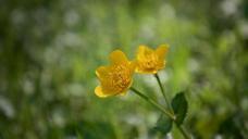 buttercup-plant-weed-toxic-meadow-764605.jpg