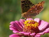 travel-nature-flower-butterfly-70044.jpg