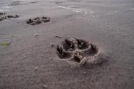 footprint-beach-dog-946189.jpg