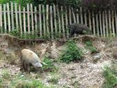 pigs-village-fence-farmland-1626698.jpg