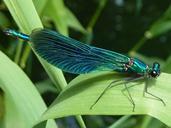 dragonfly-arthropod-insect-macro-396527.jpg