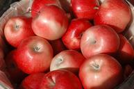 apples-fall-red-harvest-season-525943.jpg