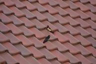 roof-tile-tiled-roofs-birds-1140785.jpg