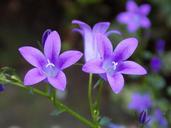 violet-violaceae-flower-1646853.jpg