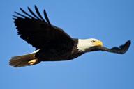 bald-eagle-soaring-bird-raptor-1259676.jpg