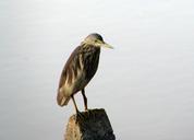 pond-heron-wader-marsh-india-bird-287915.jpg