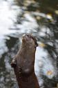 otter-zoo-sweet-672872.jpg