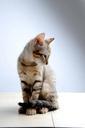 pet-cat-small-cat-melancholy-882447.jpg