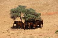 safari-elephant-africa-kenya-tsavo-111698.jpg