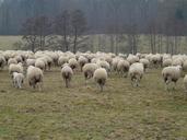 flock-of-sheep-sheep-flock-49669.jpg