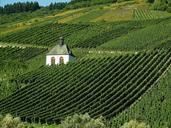 vineyard-wine-landscape-mosel-973569.jpg