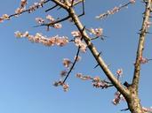 plum-plum-blossoms-pink-arboretum-95064.jpg