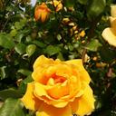 yellow-rose-rosa-roses-flower-1582065.jpg