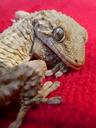 dragon-gecko-lizard-reptile-1235847.jpg