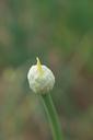 agriculture-allium-buds-cernuum-87736.jpg