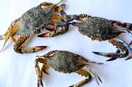 crabs-sea-food-seafood-crustacean-390501.jpg