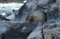 sea-lion-sleeping-seagull-rock-1220323.jpg