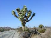 joshua-tree-joshua-tree-national-park-276683.jpg