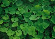 Green-leaves-background.jpg