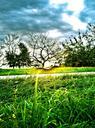 sunset-orchard-landscape-fruit-tree-483558.jpg