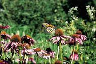 monarch-butterfly-flower-blossom-1055158.jpg