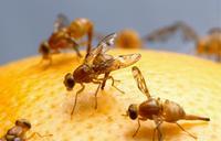 fruit-flies-mexican-female-insects-520905.jpg