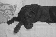 labrador-retriever-black-lab-black-1149395.jpg