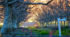 countryside-rural-trees-alley-336709.jpg