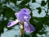 purple-iris-macro-purple-1162262.jpg