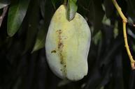 fruit-plant-mato-pocon%C3%A9-639397.jpg