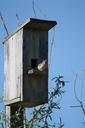 spring-nature-birdhouse-sparrow-179561.jpg