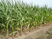 fields-maize-corn-agriculture-837672.jpg