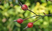 fruit-berry-red-plant-garden-606070.jpg