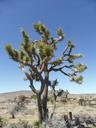 joshua-tree-mohave-california-848232.jpg