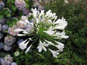 wildflowers-agapanthus-flowers-315858.jpg