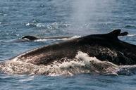 whale-ocean-monterey-california-631608.jpg