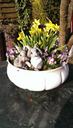 flowerpot-daffodils-yellow-rabbit-686583.jpg