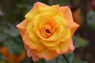 yellow-rose-rose-flower-nature-391728.jpg