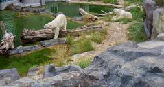 polar-bear-bear-zoo-animal-854180.jpg