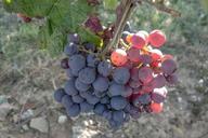 grapes-vines-wine-harvest-fruit-621680.jpg